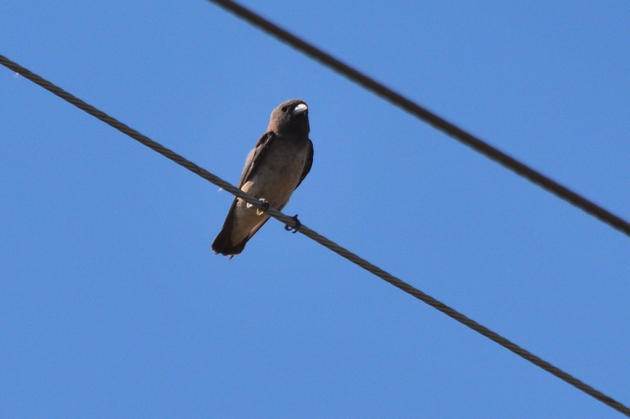 Artamus fuscus
